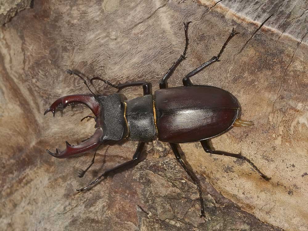 Lucanus cervus - Lucanidae